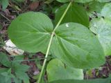 Oberna multifida