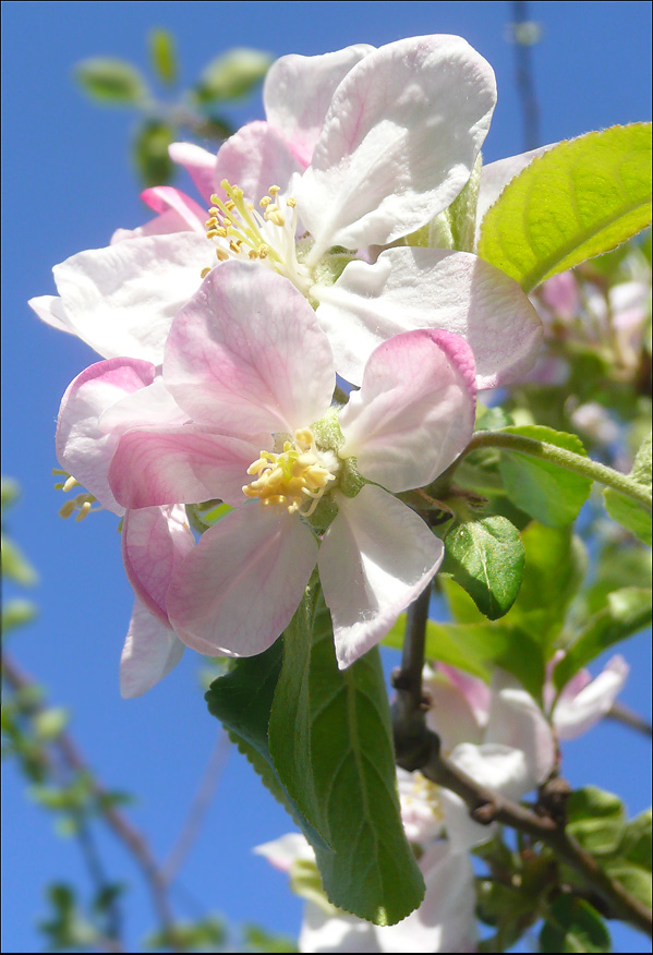 Изображение особи Malus domestica.