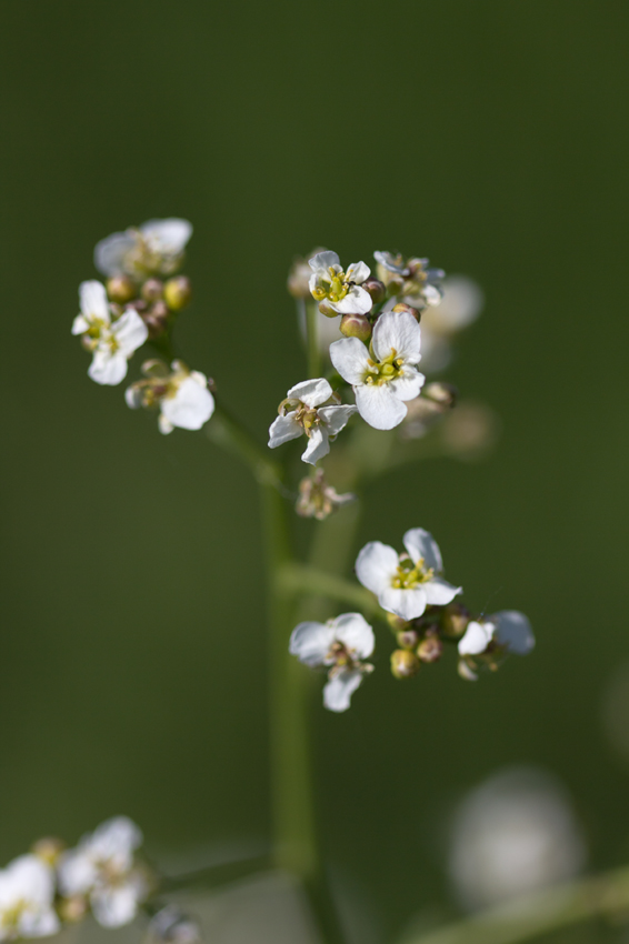 Image of Crambe aspera specimen.