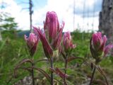 Castilleja rubra. Верхушки побегов с соцветиями. Иркутская обл., Бодайбинский р-н, седловина на водоразделе рек Имнях и Бол. Семикач, редколесная тайга. Июль 2011 г.