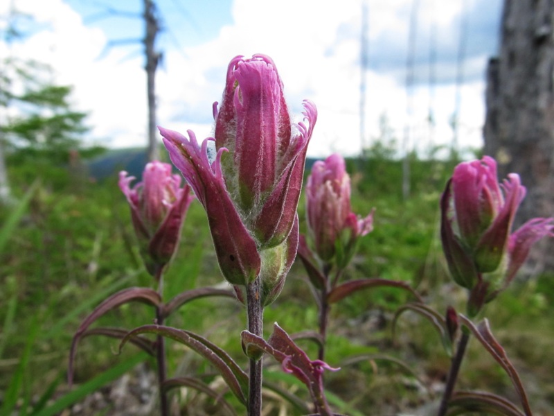 Изображение особи Castilleja rubra.