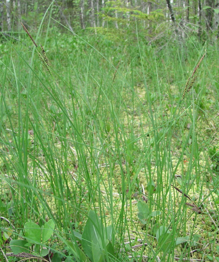 Изображение особи Carex nigra.