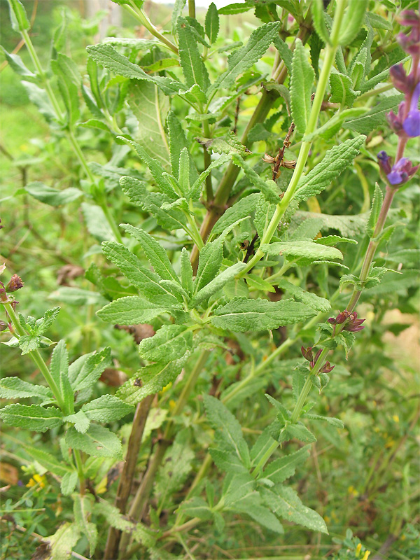 Image of Salvia nemorosa specimen.