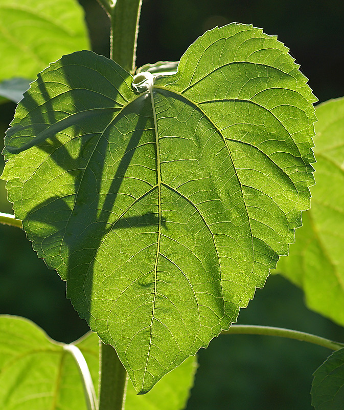 Изображение особи Helianthus annuus.