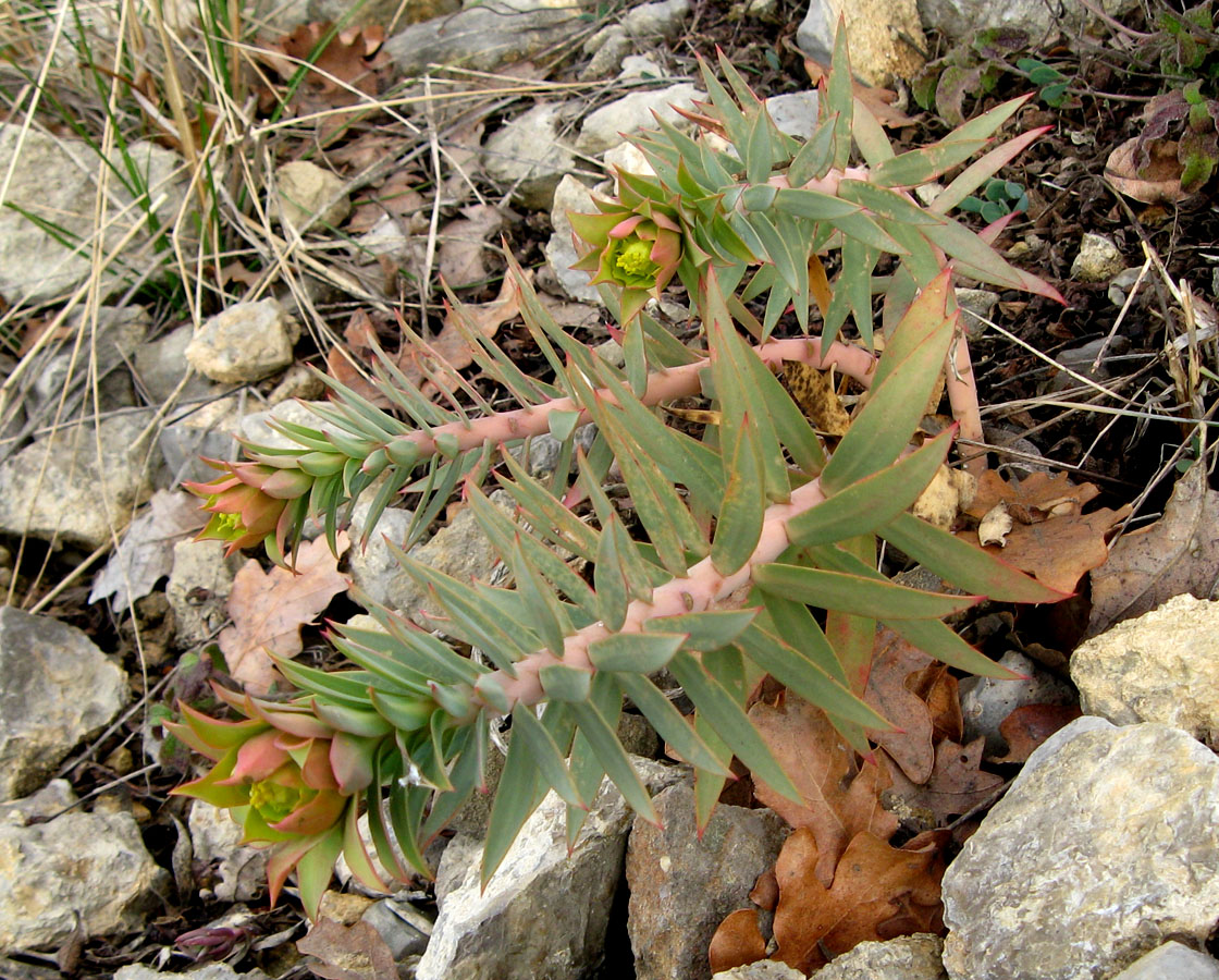 Изображение особи Euphorbia rigida.