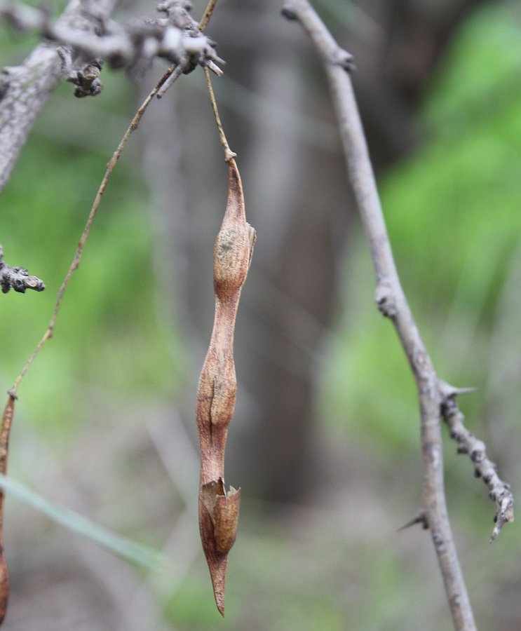 Image of Parkinsonia aculeata specimen.