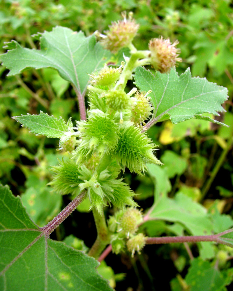 Image of Xanthium orientale specimen.