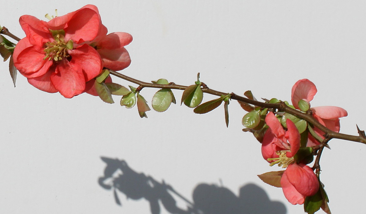 Image of Chaenomeles japonica specimen.