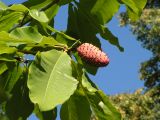 Magnolia hypoleuca