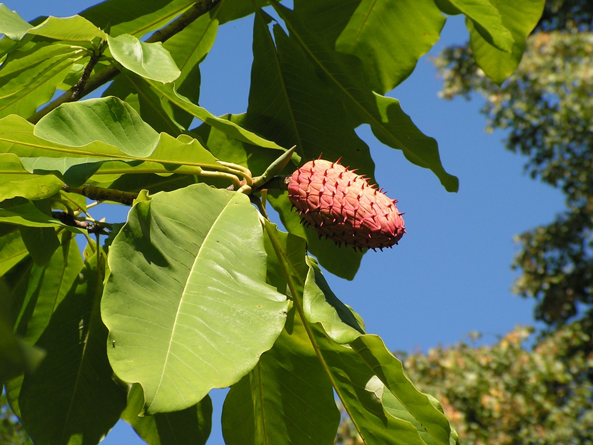 Изображение особи Magnolia hypoleuca.