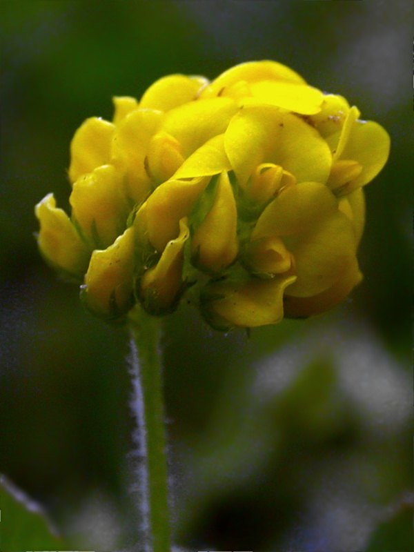 Изображение особи Medicago lupulina.