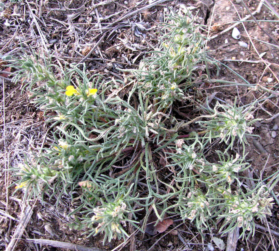 Image of Ajuga mollis specimen.