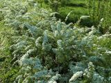 Изображение особи. Автор - Станислав Черепушкин