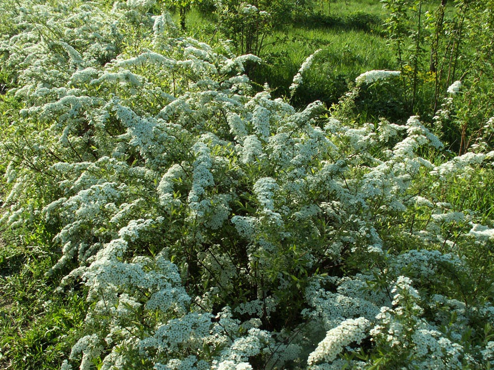 Изображение особи Spiraea &times; cinerea.