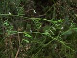 Vicia tetrasperma. Верхушка цветущего растения. Курская обл., Железногорский р-н, окр. ж.-д. ст. Мицень. 22 июля 2007 г.