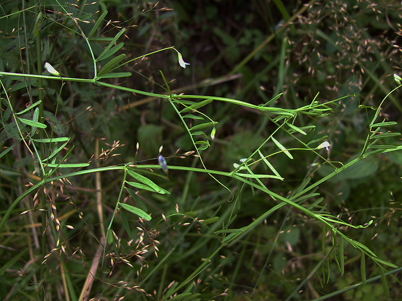 Image of Vicia tetrasperma specimen.