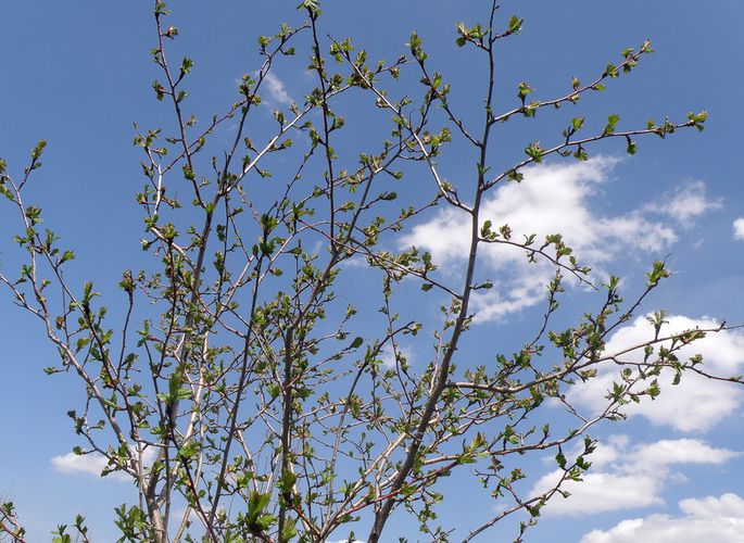 Изображение особи Crataegus maximowiczii.