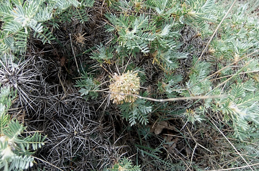 Изображение особи Astragalus arnacanthoides.