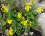 Senecio vernalis. Цветущее растение. Черногория, Динарское нагорье, горный массив Дурмитор. 05.07.2011.