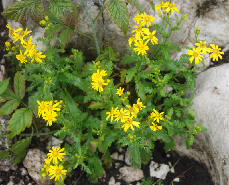 Изображение особи Senecio vernalis.