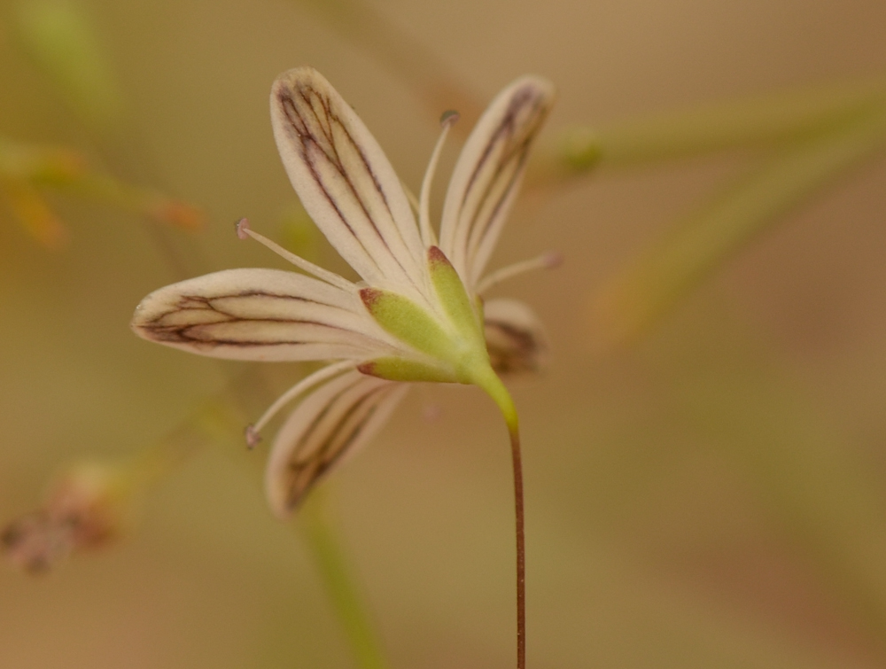 Изображение особи Gypsophila capillaris.