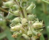 Thymus sessilifolius