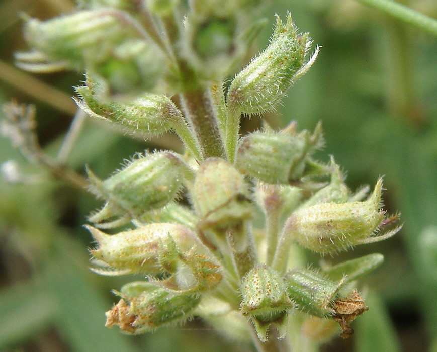 Image of Thymus sessilifolius specimen.