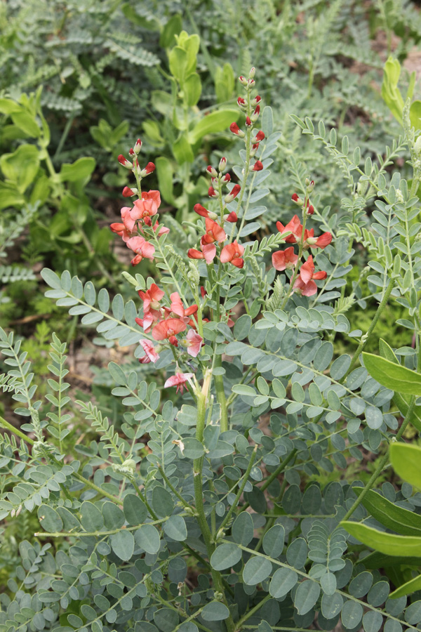 Изображение особи Sphaerophysa salsula.