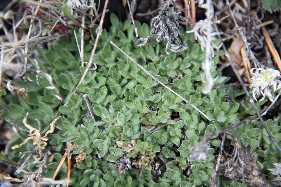 Изображение особи Eritrichium villosum.