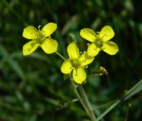 Diplotaxis tenuifolia