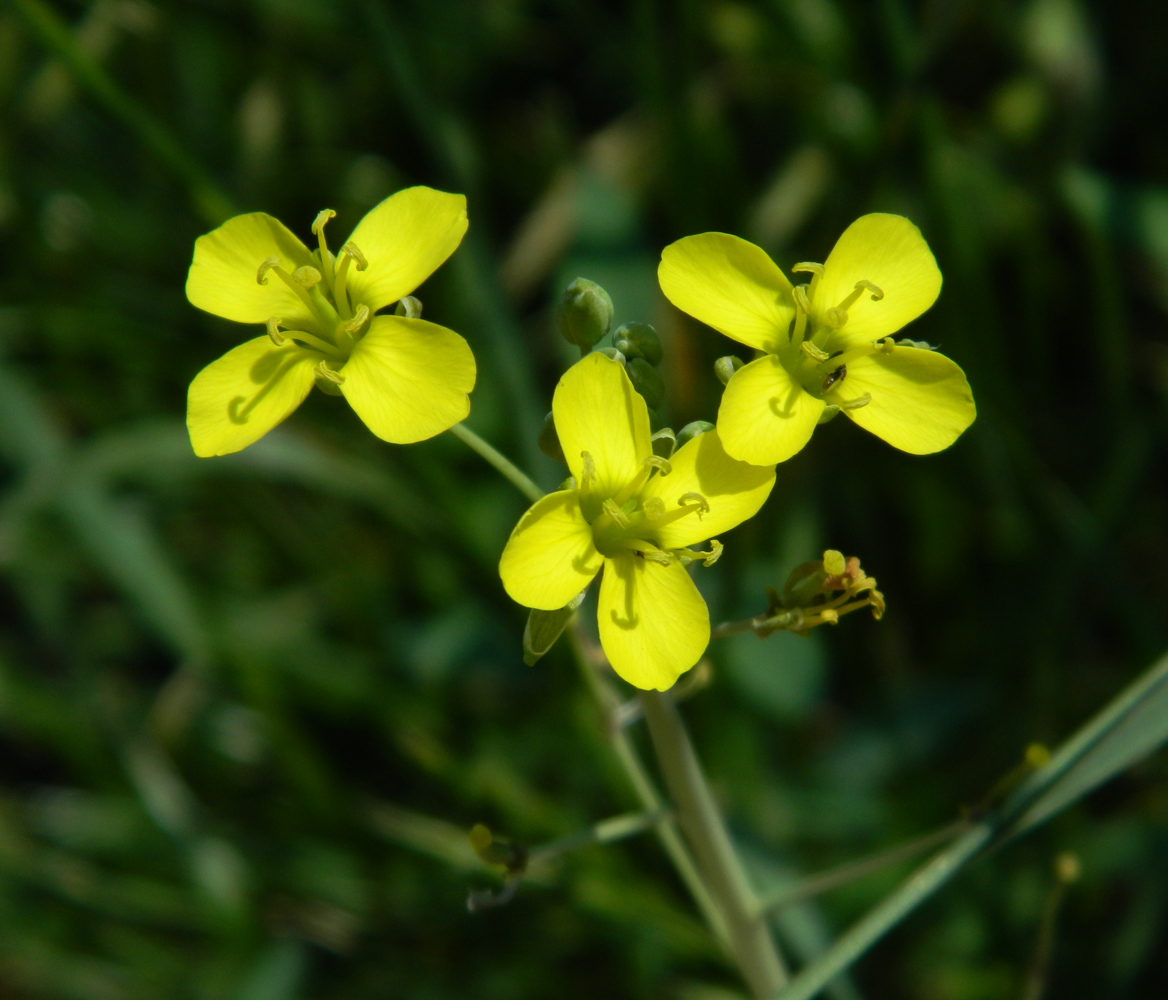 Изображение особи Diplotaxis tenuifolia.