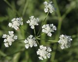 Torilis arvensis