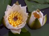 Nymphaea candida. Цветок и раскрывшийся бутон. Курская обл., Железногорский р-н, дер. Клишино, пруд на притоке р. Смородинка. 7 июля 2007 г.