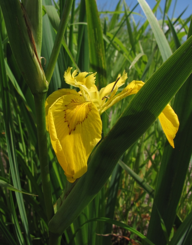 Изображение особи Iris pseudacorus.