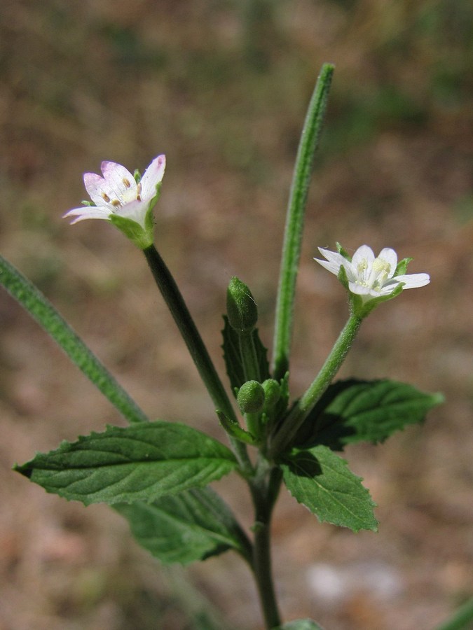 Image of Epilobium roseum specimen.