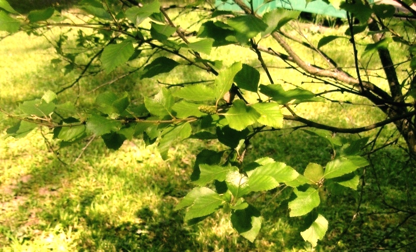 Изображение особи Betula pumila.