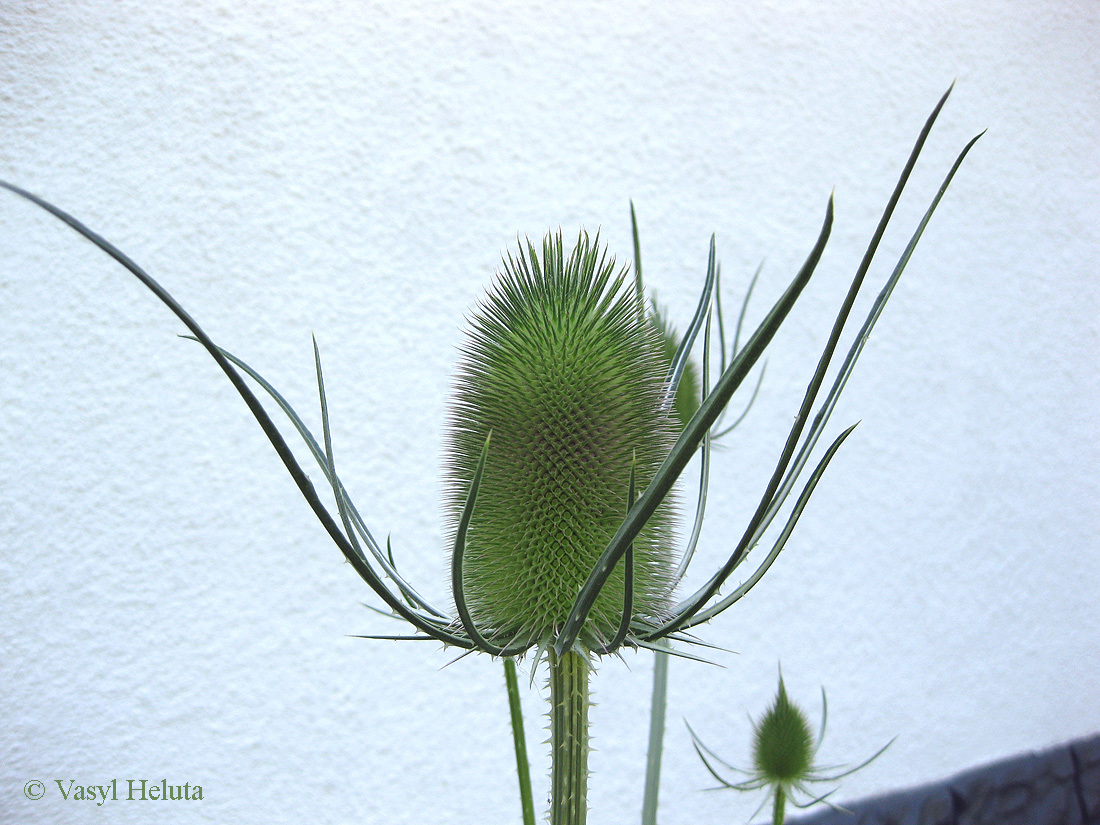 Image of Dipsacus fullonum specimen.