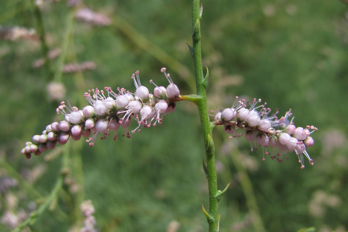 Изображение особи Tamarix ramosissima.