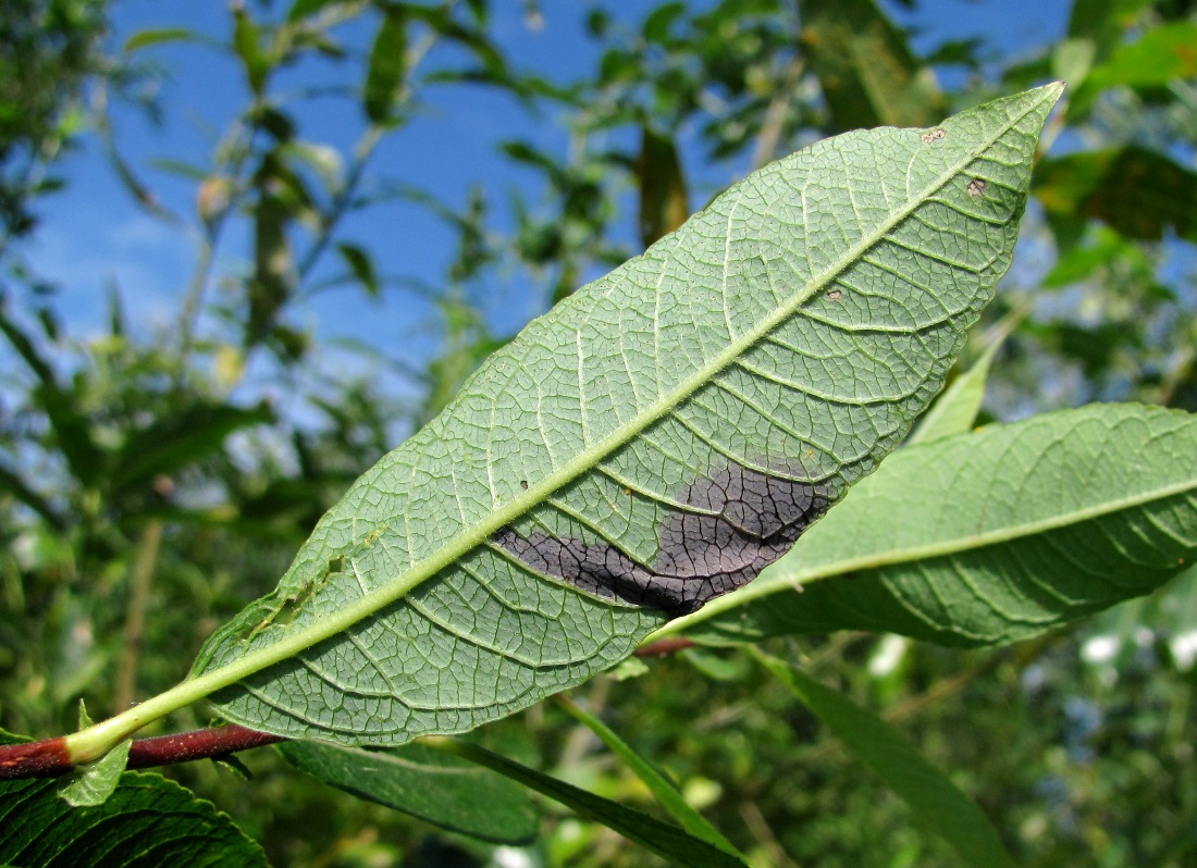 Image of Salix myrsinifolia specimen.