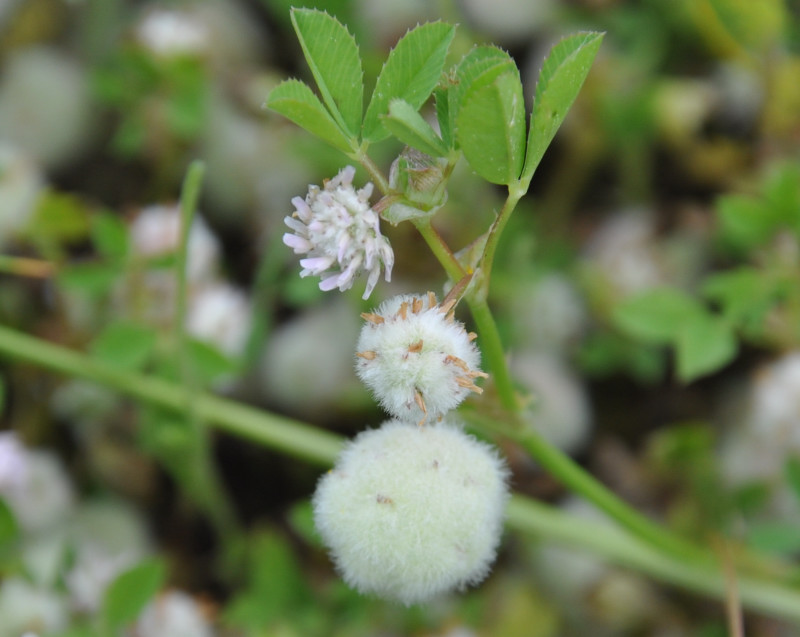 Image of Trifolium tomentosum specimen.