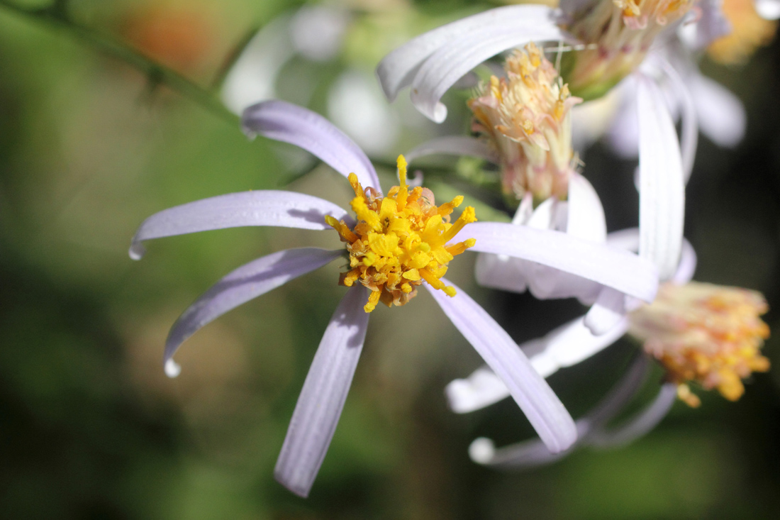 Изображение особи Galatella coriacea.