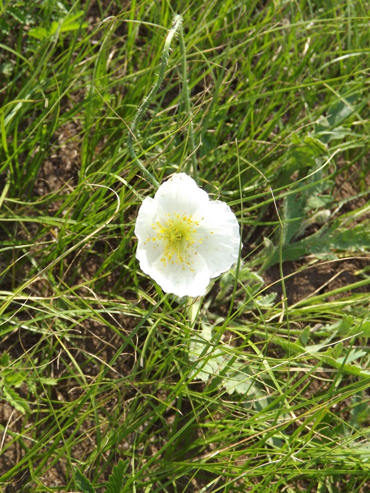 Image of Papaver amurense specimen.