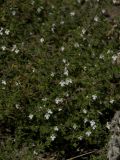 Satureja mutica