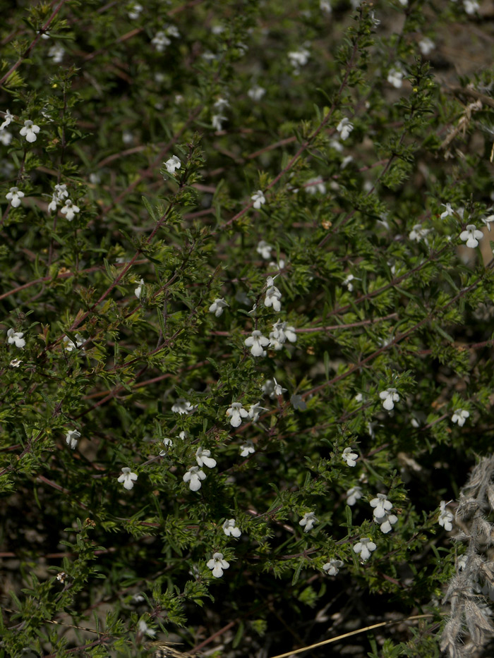 Image of Satureja mutica specimen.