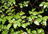 Nothofagus solandri