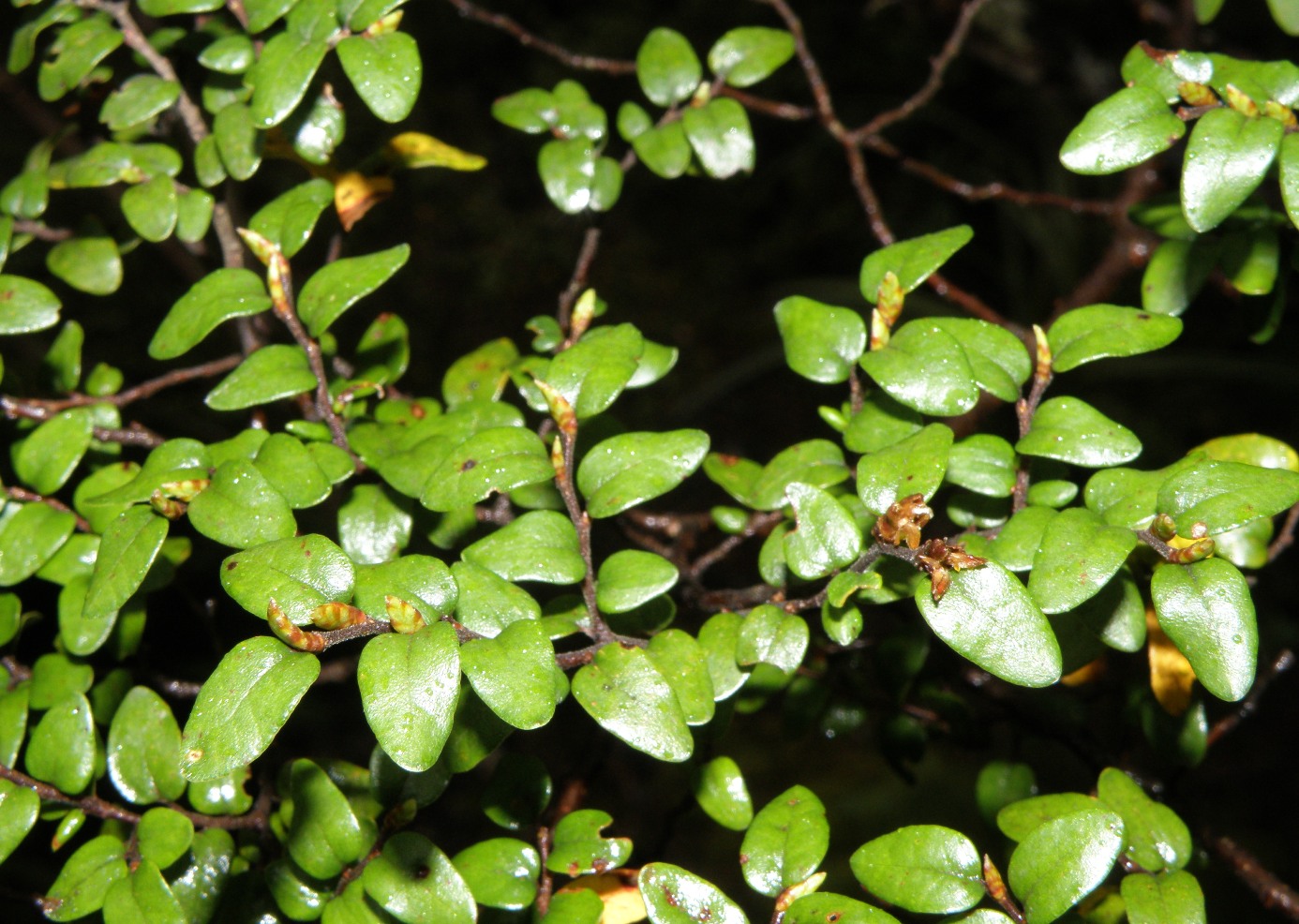 Изображение особи Nothofagus solandri var. cliffortioides.