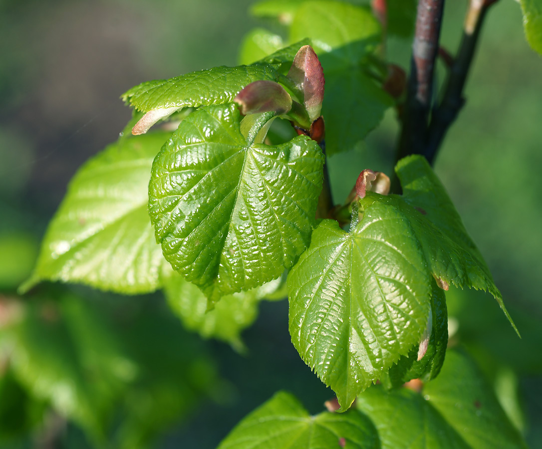 Image of Tilia cordata specimen.