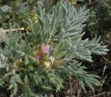 Astragalus arnacantha. Цветущее растение. Крым, окр. Щебетовки. 20.05.2012.