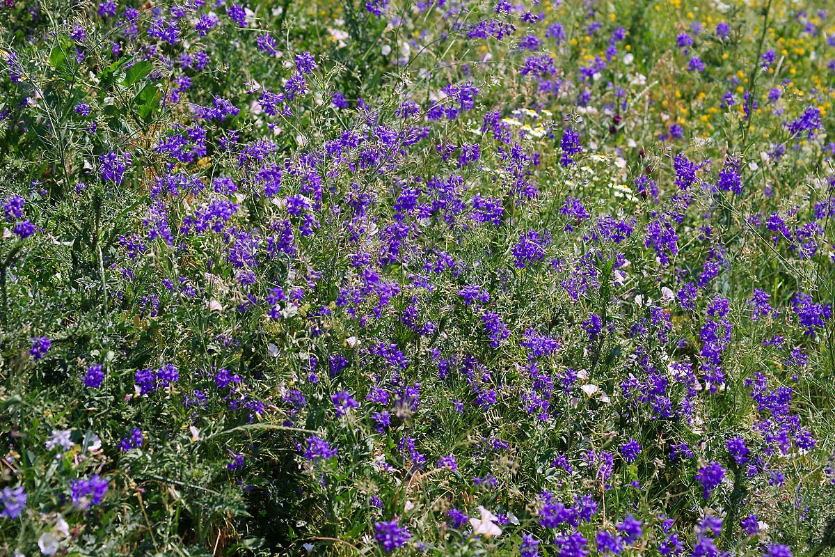 Image of Delphinium consolida specimen.