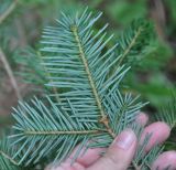 Abies nephrolepis. Верхушка ветви (вид с нижней стороны). Хабаровский край, Амурские столбы. 23.07.2012.